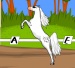 arab horse